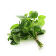 Herb Series - Lemon Balm