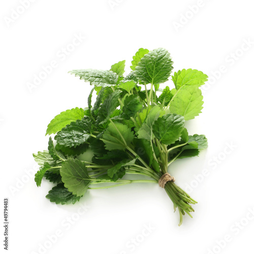 Photo: Herb Series - Lemon Balm Herb Series - Lemon Balm