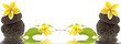composition florale, minérale et végétale