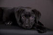 Labrador Welpe