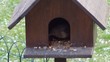 Amsel im Vogelhaus