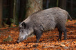 Wildschwein