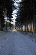 Foto: Weg durch einen Winterwald Weg durch einen Winterwald