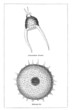 Plankton (Alte Lithographie)