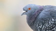 Foto: Taube-27798b1 Taube-27798b1