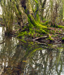 Mossy trees