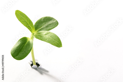 Photo: Young sprout Young sprout