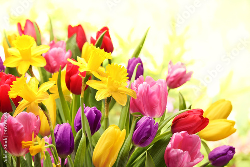 Fototapeta Colorful tulips and daffodils