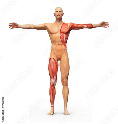 Illustration: Human anatomy Human anatomy