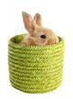 Fluffy foxy rabbit in wicker basket isolated on white