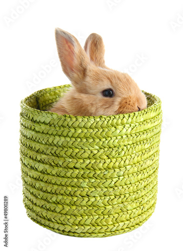 Photo: Fluffy foxy rabbit in wicker basket isolated on white Fluffy foxy rabbit in wicker basket isolated on white