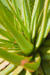 aloe backrgound
