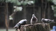 Feeding the pigeon.