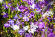 Beautiful three colour lobelia