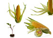 Foto: corn over white background corn over white background