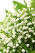 Lily of the valley