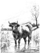 Ox - Boeuf - Ochse
