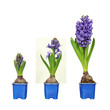 croissance de  jacinthes bleues