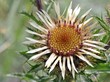Gold-Distel (Carlina vulgaris)