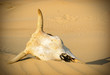 Desert skull, sand desert