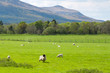 Sheep and rams in Killarney mountains - Ireland