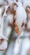 Foto: Snow Covered Tree Snow Covered Tree