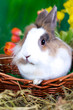 Foto: Kleiner Osterhase Kleiner Osterhase