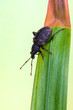 weevil