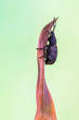 weevil