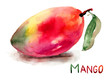 Mango fruit