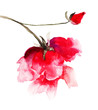 Red roses