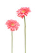 two daisy