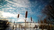 reeds growing in the mountains in winter