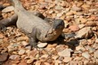 Varan - Indonesia - Sumatra
