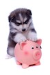 Husky Welpe mit Sparschwein