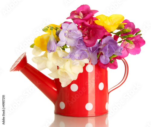 Photo: Beautiful bouquet of freesias in watering can, isolated on Beautiful bouquet of freesias in watering can, isolated on