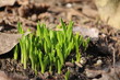 Frühling in den Gärten