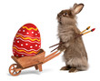 Funny Easter bunny rabbit with a wheelbarrow and an Easter egg