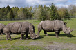 group of White rhinoceros