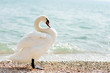 white swan
