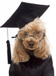 Photo: Furry Graduate Furry Graduate