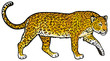 leopard