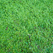Leaves background