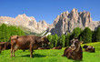 Cow in the meadow.In the background Rosengarten, Italy Alps