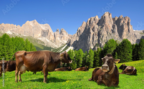 Photo: Cow in the meadow.In the background Rosengarten, Italy Alps Cow in the meadow.In the background Rosengarten, Italy Alps