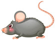 A gray rat