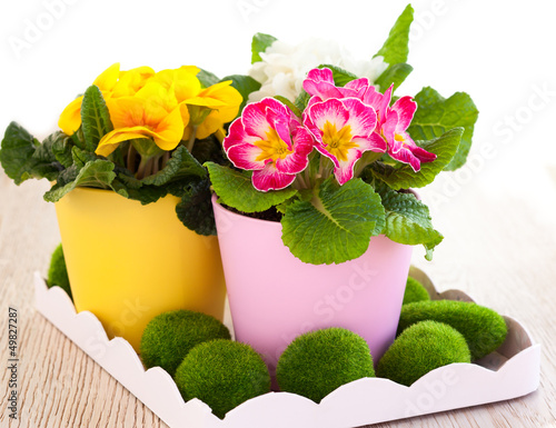Photo: spring flowers spring flowers