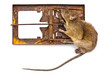 Dead rat in a trap...