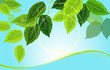 Spring background with leaves