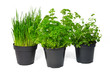 Schnittlauch, Petersilie & Oregano